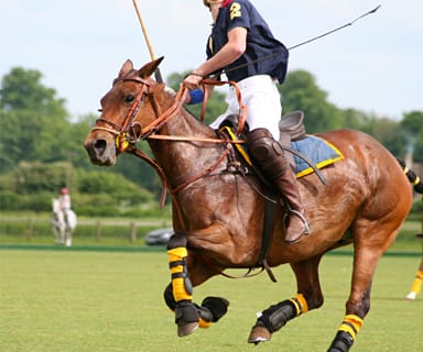 Polo is near Woodlands of Charlottesville